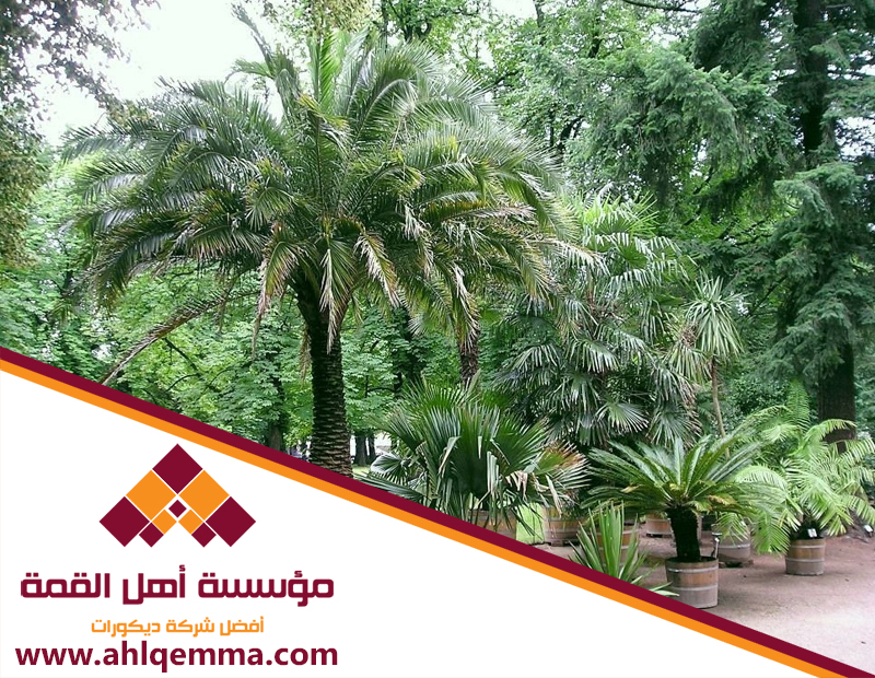 شركة تكريب النخيل بالرياض